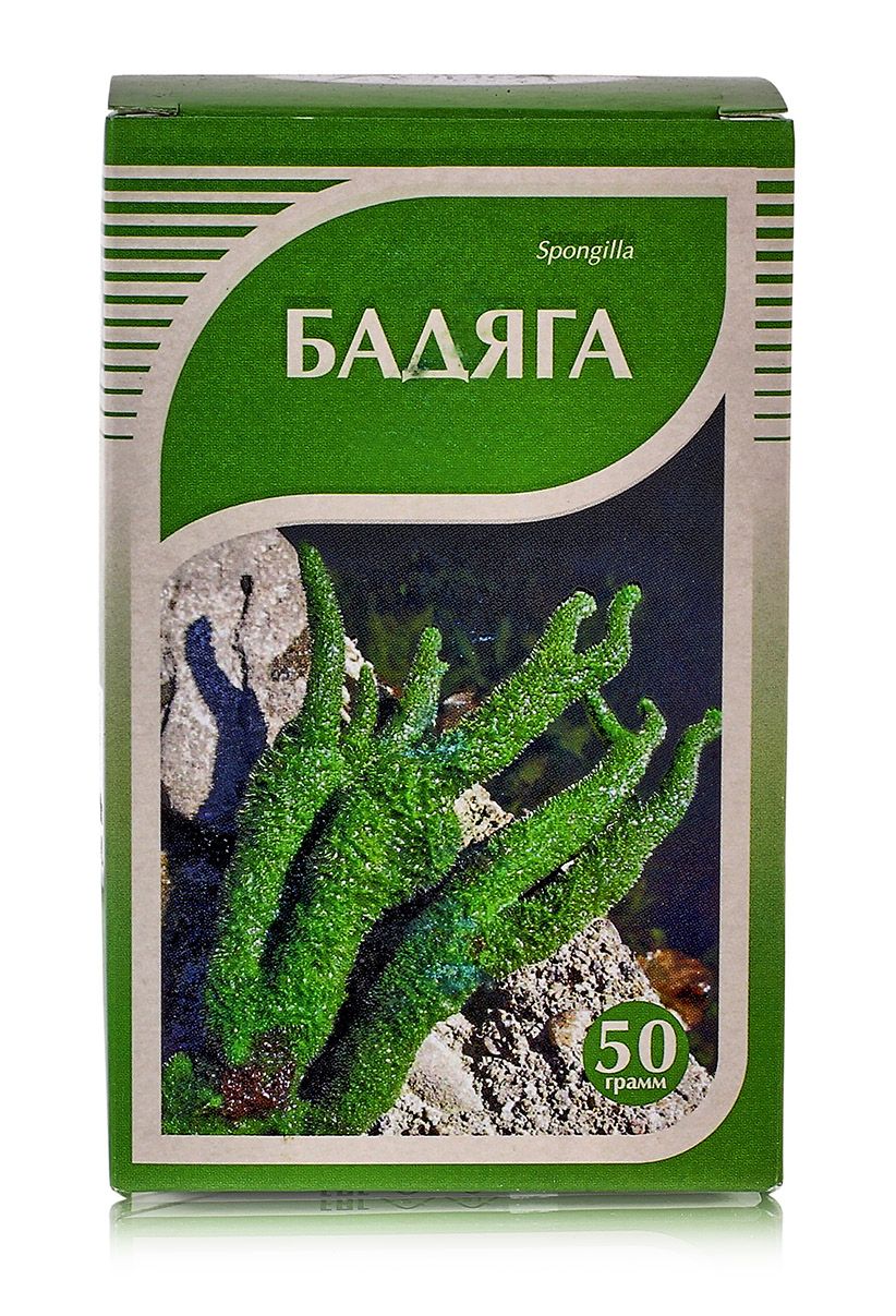 Бадяга — чем полезна пресноводная губка для здоровья человека?